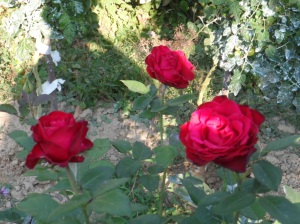 Trandafiri